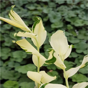 Polygonatum Hybridum 'White Wings'